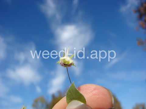 fluvellin, female